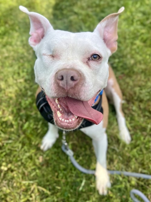 WIGGLES - Pit Bull Terrier available for adoption