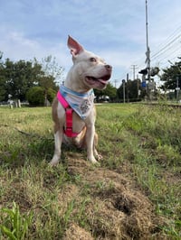 Wiggles - Photo 16