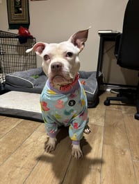 Wiggles - Photo 20