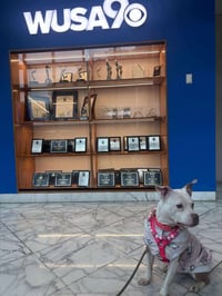 Wiggles - Photo 18