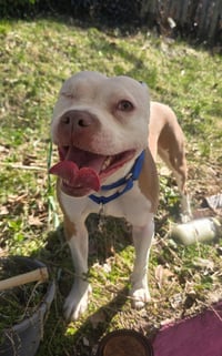 Wiggles - Photo 8