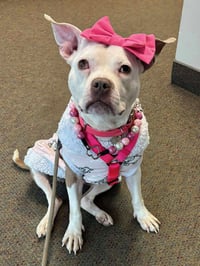 Wiggles - Photo 14