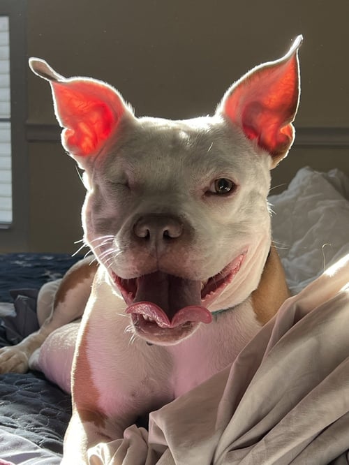 WIGGLES - Pit Bull Terrier available for adoption
