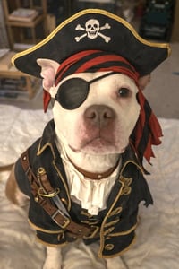 Wiggles - Photo 5