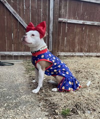 Wiggles - Photo 13