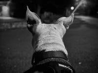 Wiggles - Photo 4