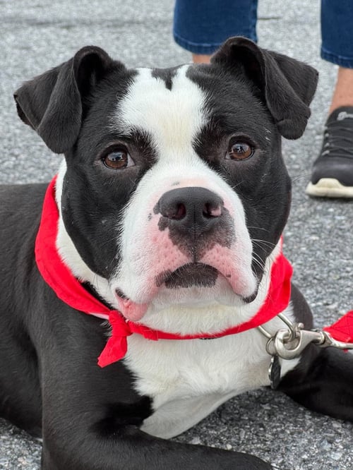 MIDNIGHT - Pit Bull Terrier available for adoption