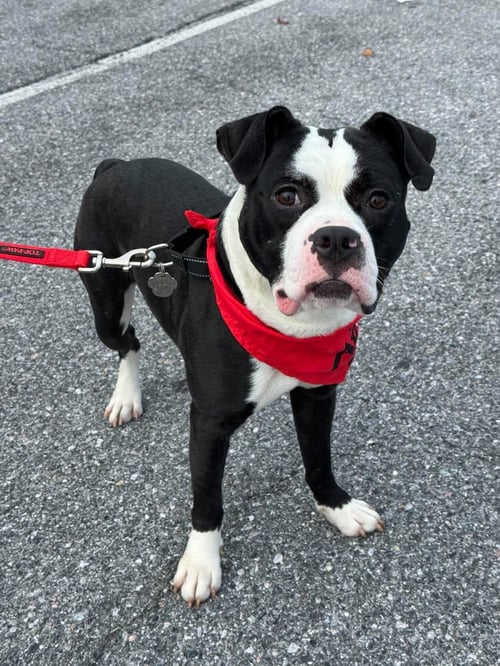 MIDNIGHT - Pit Bull Terrier available for adoption