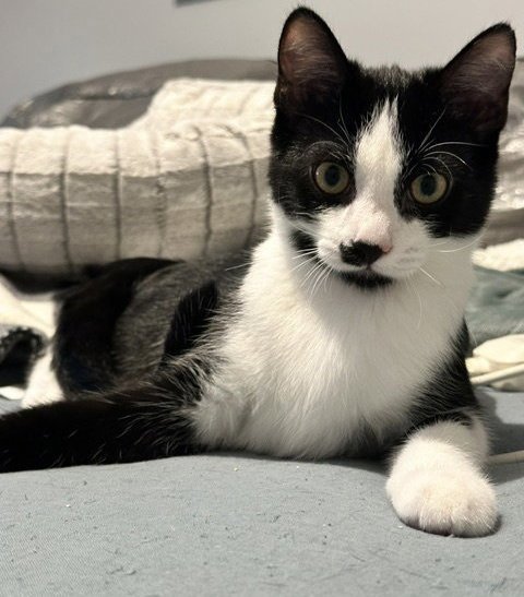 PIERRE - American Shorthair / Tuxedo available for adoption