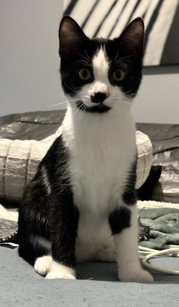 PIERRE - American Shorthair / Tuxedo available for adoption