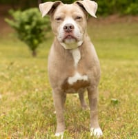 Darnell - Photo 1