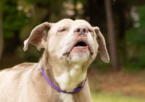 DARNELL - Unknown available for adoption