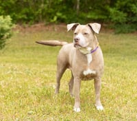 Darnell - Photo 3