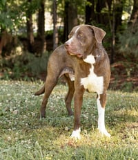 Eeyore - Photo 1