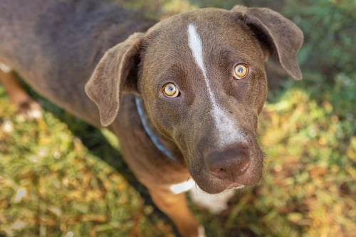 EEYORE - Unknown available for adoption