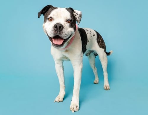 BRUCE - Unknown available for adoption