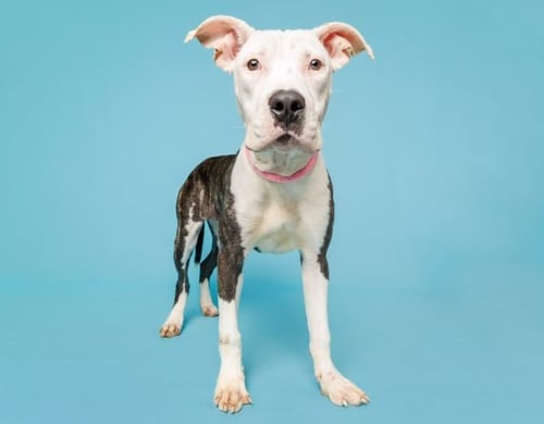 SOOKIE - Unknown available for adoption
