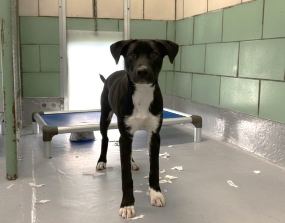 GOOSEBERRY - Unknown available for adoption