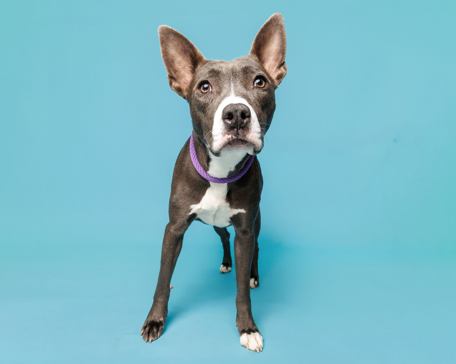 GRACIE - Unknown available for adoption