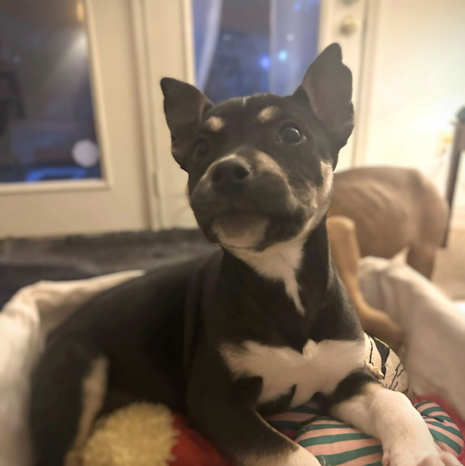 RIPLEY - Unknown available for adoption