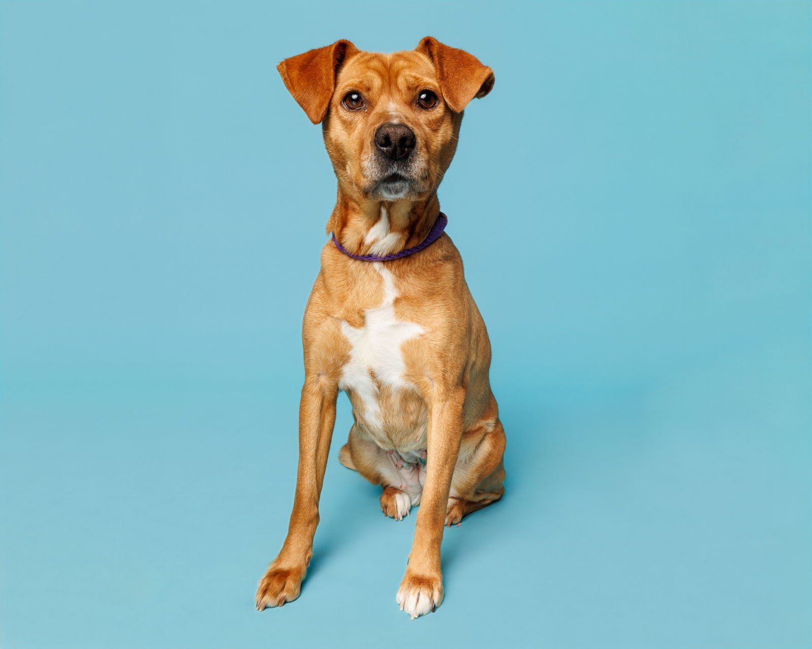 REGINA - Unknown available for adoption