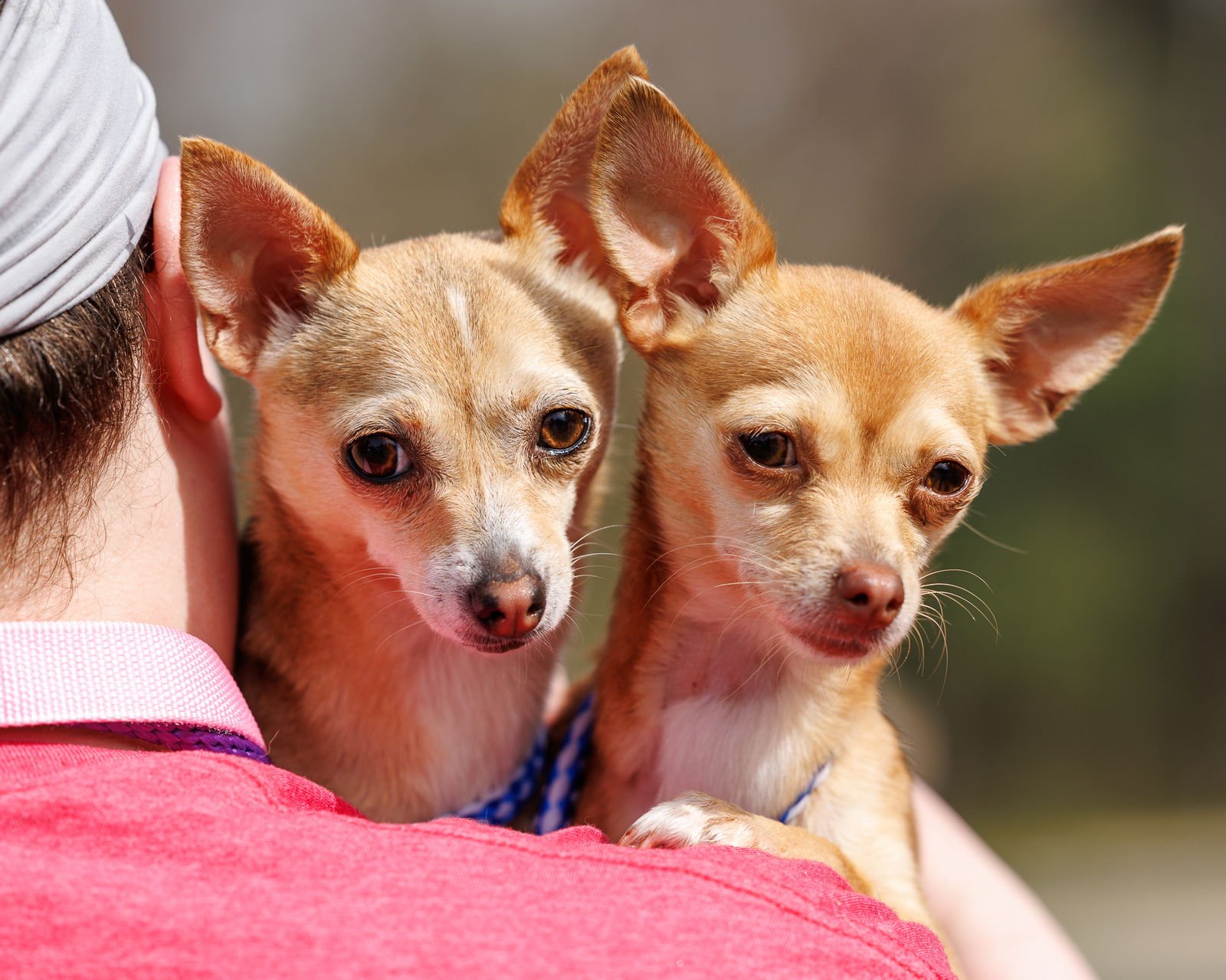 JUJU (BONDED WITH HIP HIP) - Unknown available for adoption