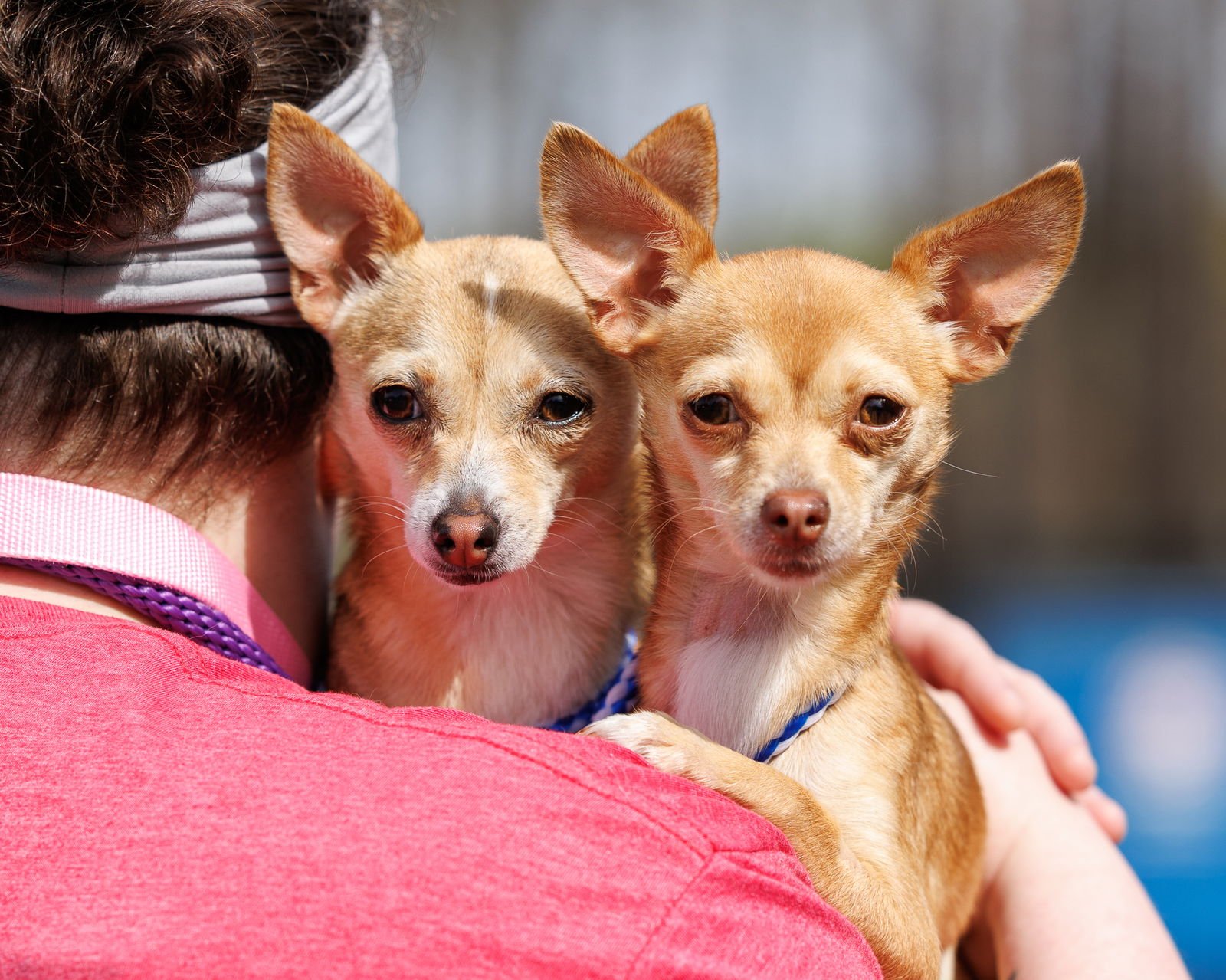 JUJU (BONDED WITH HIP HIP) - Unknown available for adoption