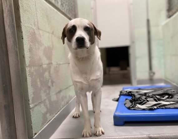 BATMAN - Unknown available for adoption