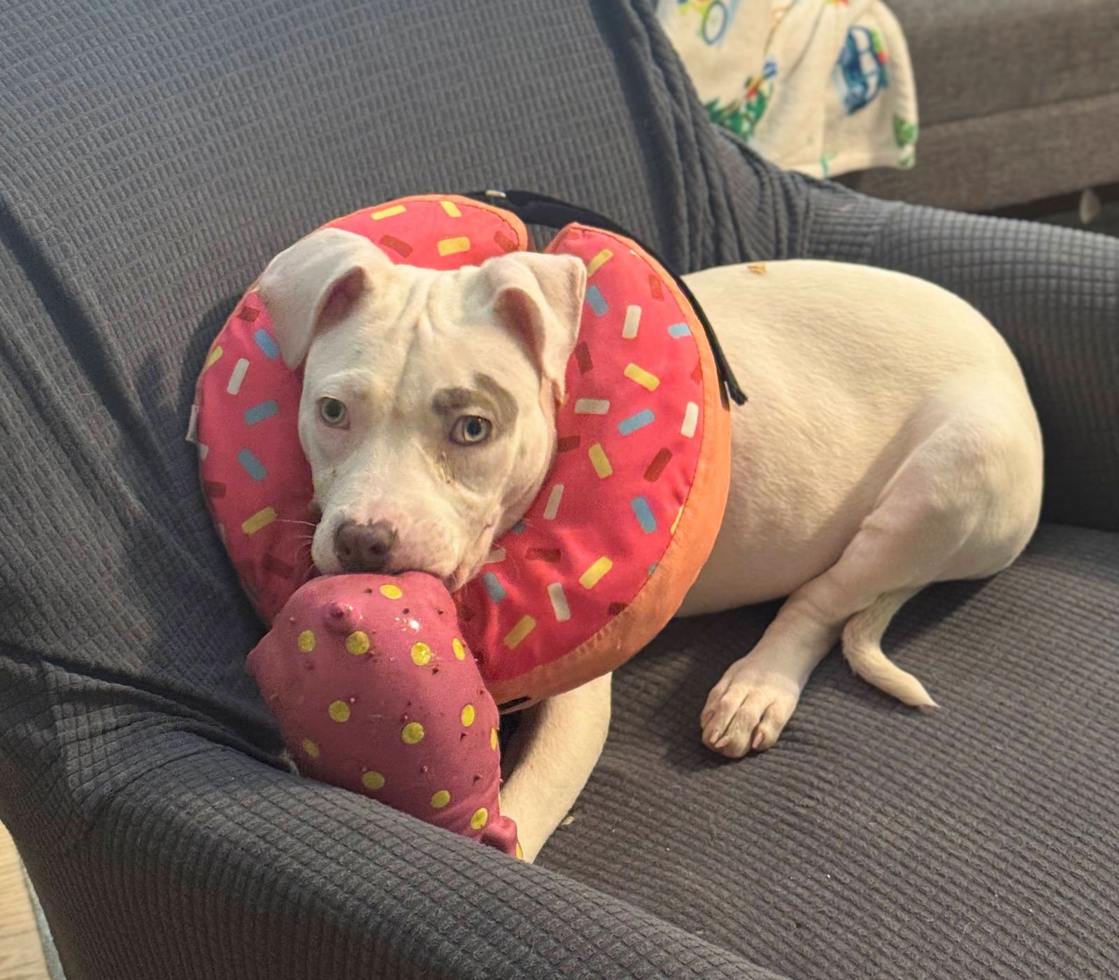 ROSIE - Unknown available for adoption