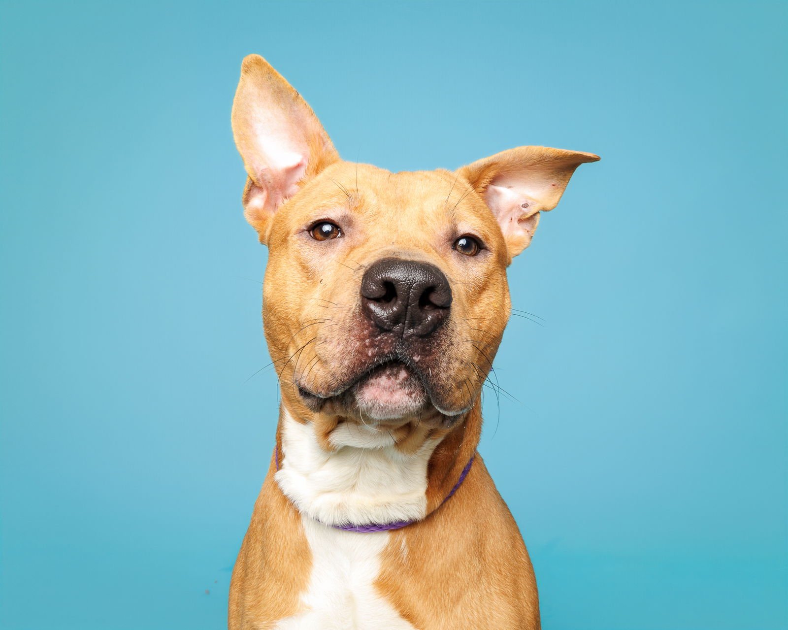 WOOFIO - Unknown available for adoption