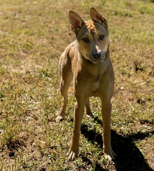 LILLY - Unknown available for adoption
