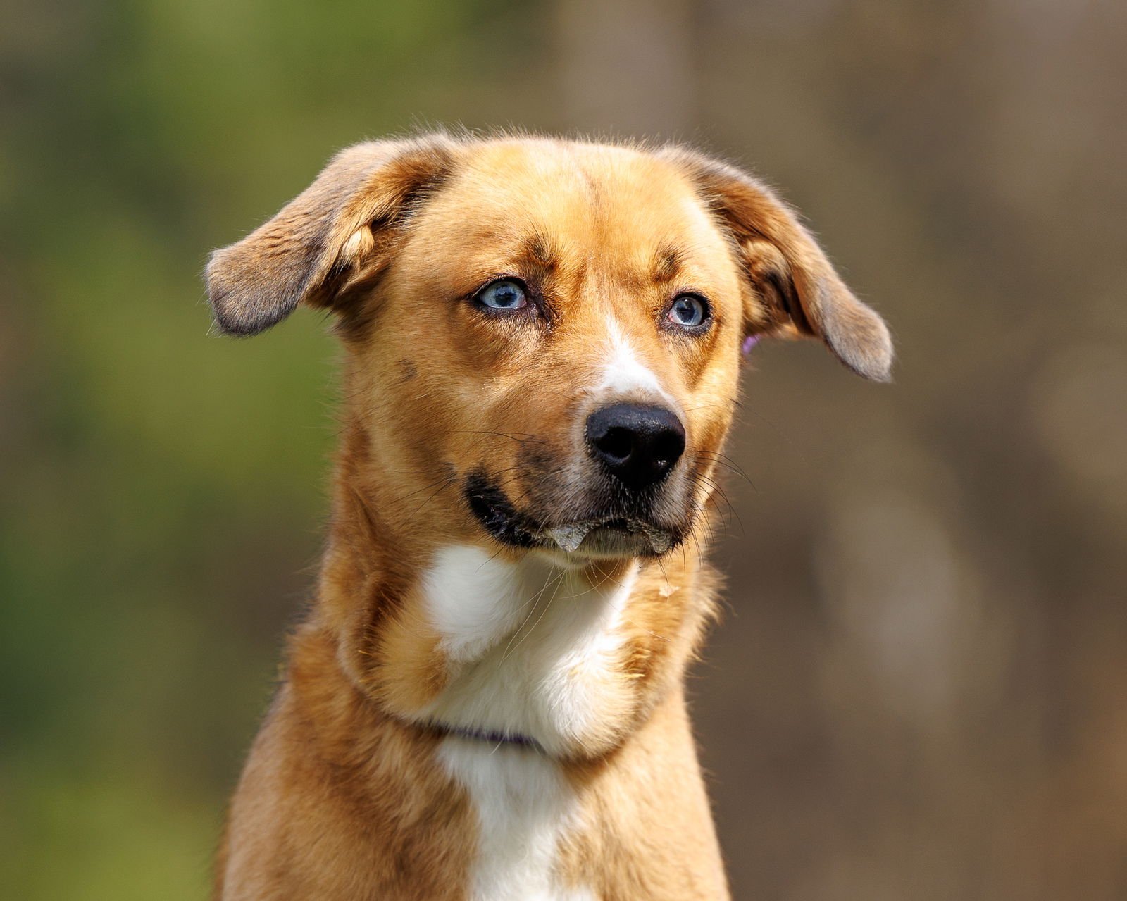 KITTY SOFTPAWS - Unknown available for adoption