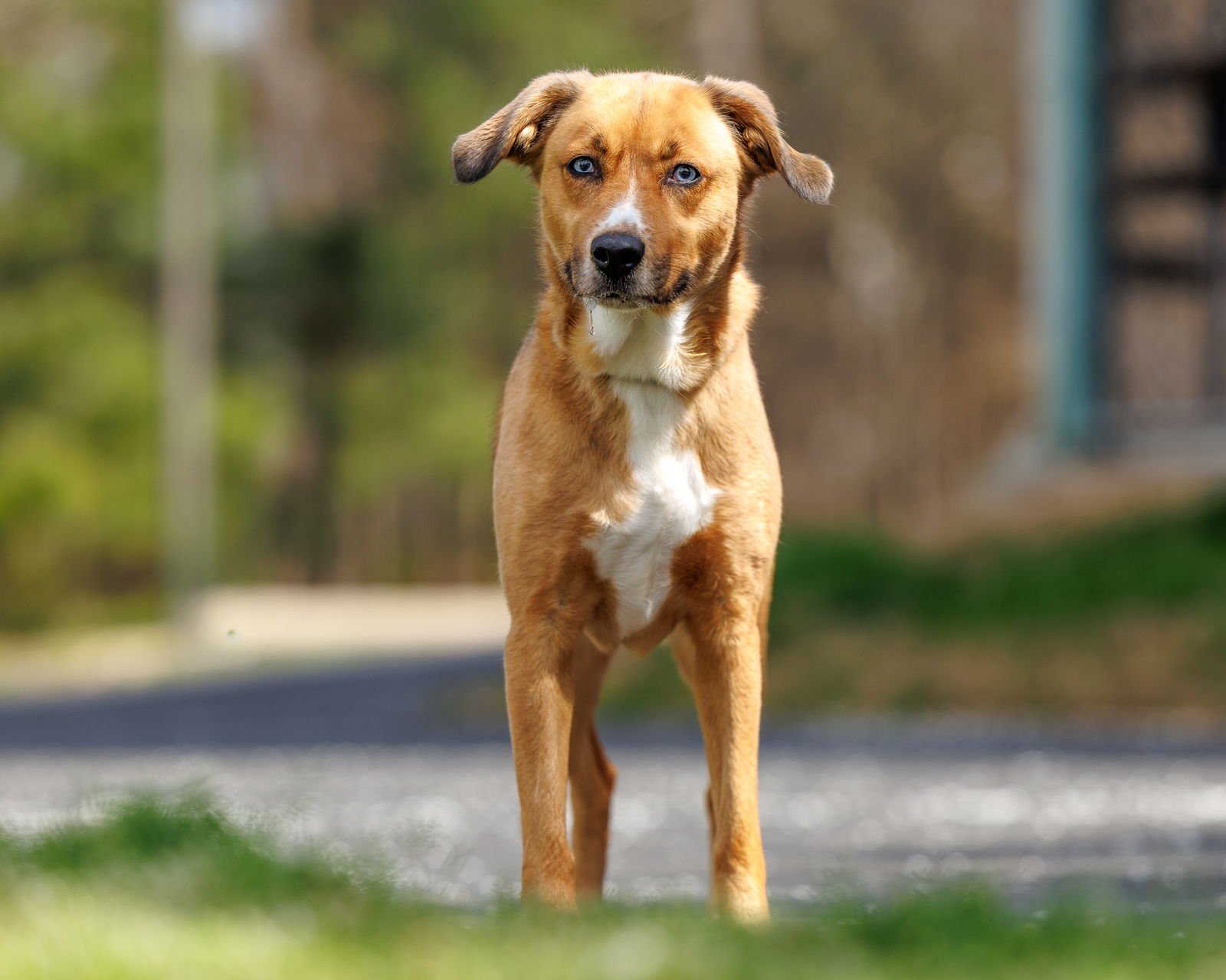 KITTY SOFTPAWS - Unknown available for adoption