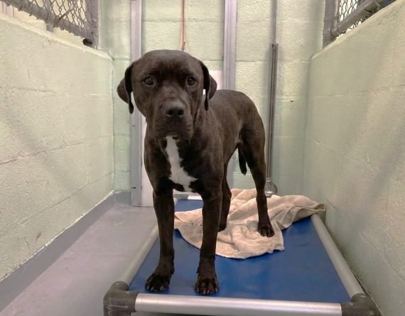 OSKAR BLUES - Unknown available for adoption