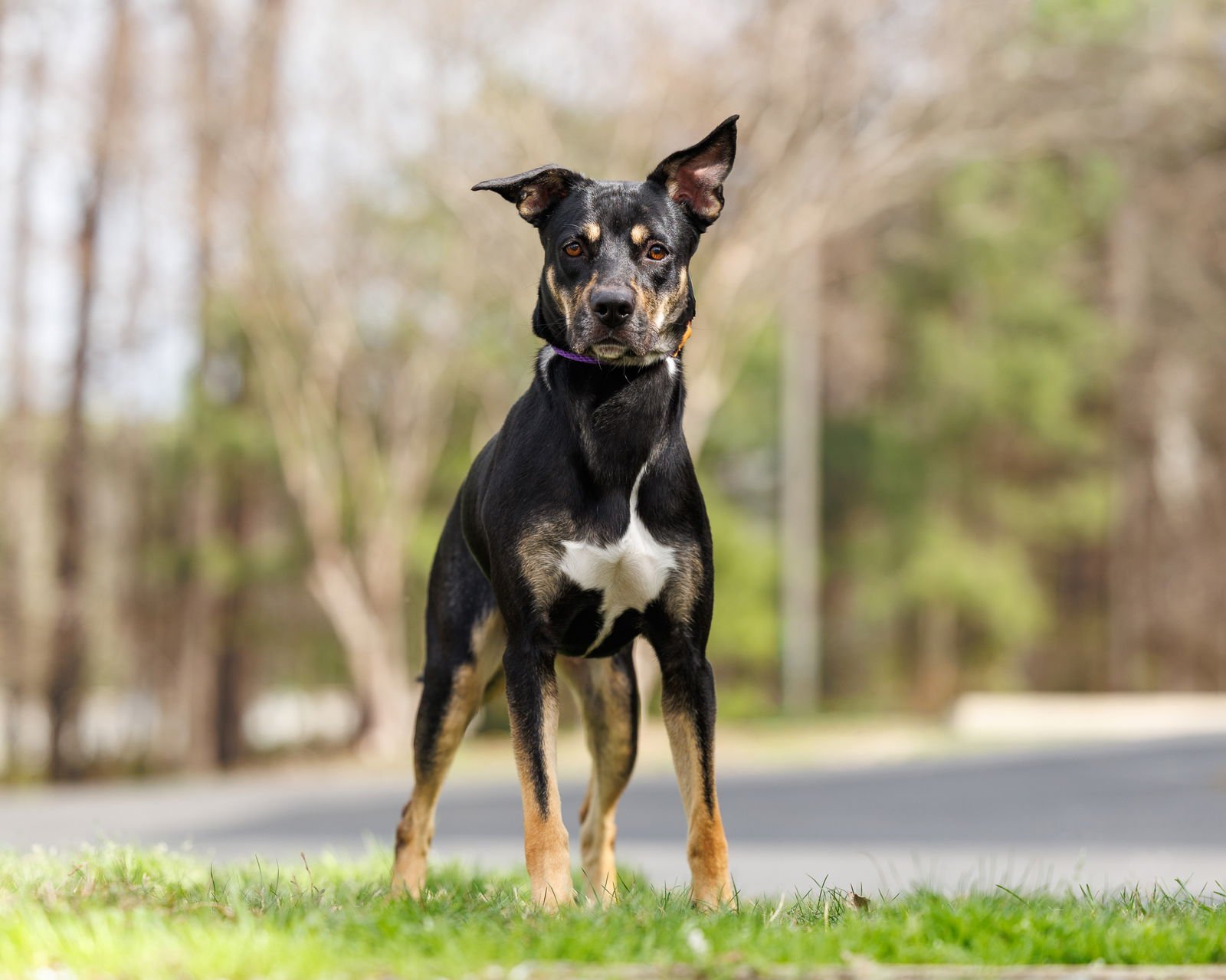 ANDIA - Unknown available for adoption