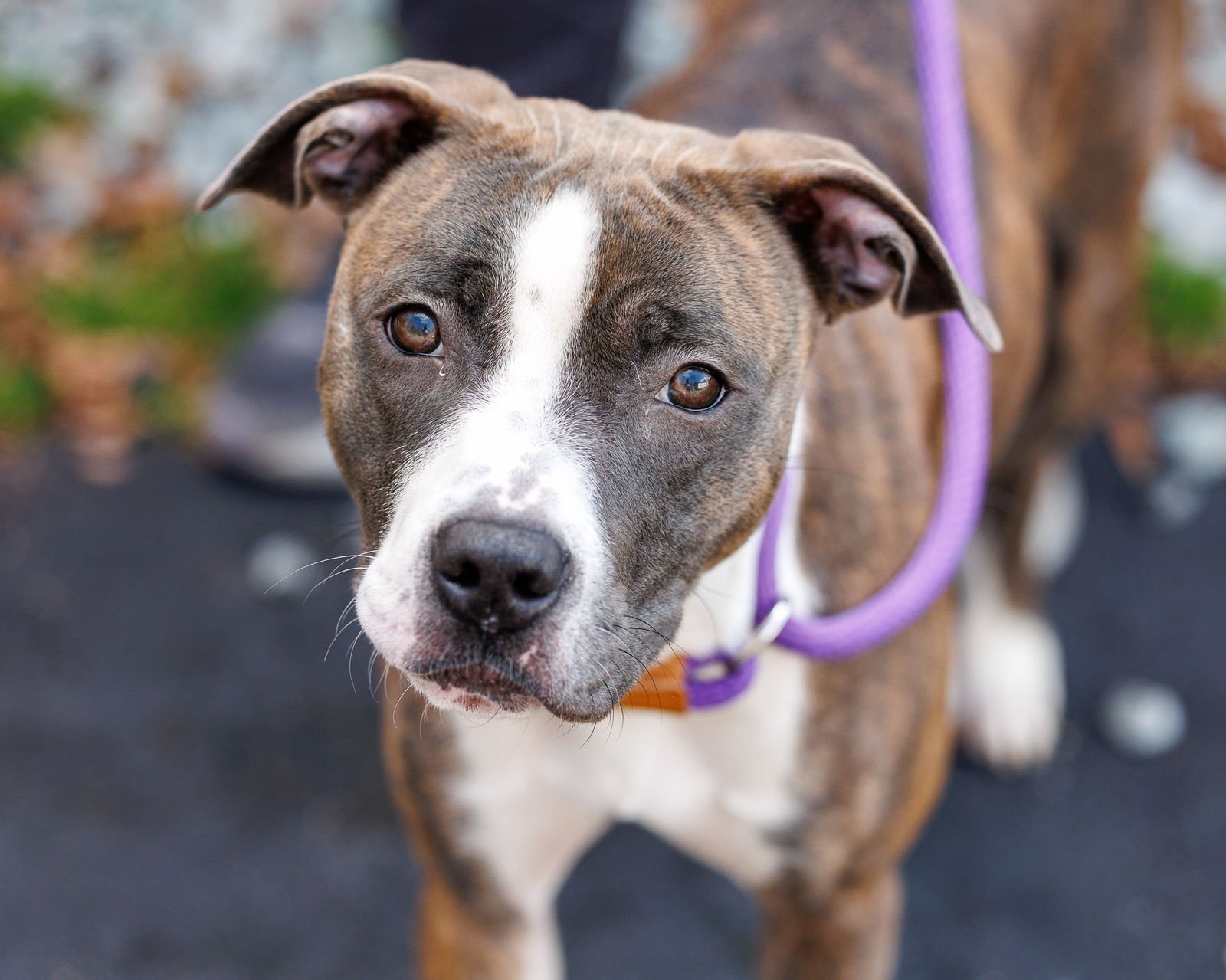 FIDGET - Unknown available for adoption