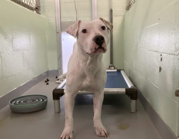 SWEET PEA - Unknown available for adoption