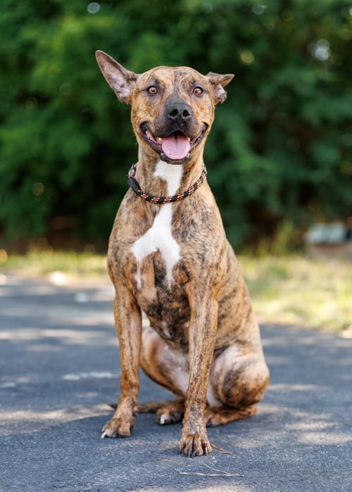 GOLD RUSH - Unknown available for adoption