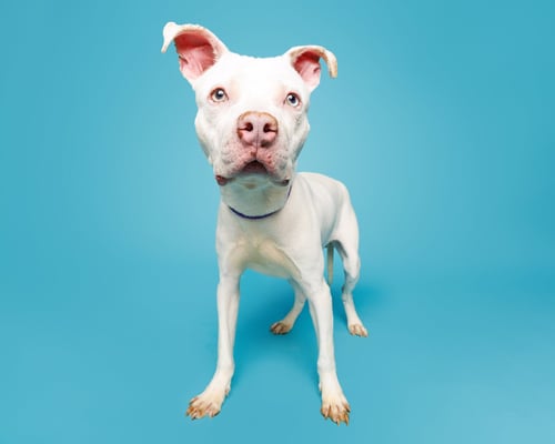 CHESTER CHEEZE - Unknown available for adoption