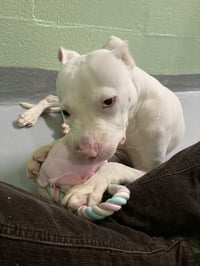 Chester Cheeze - Photo 2