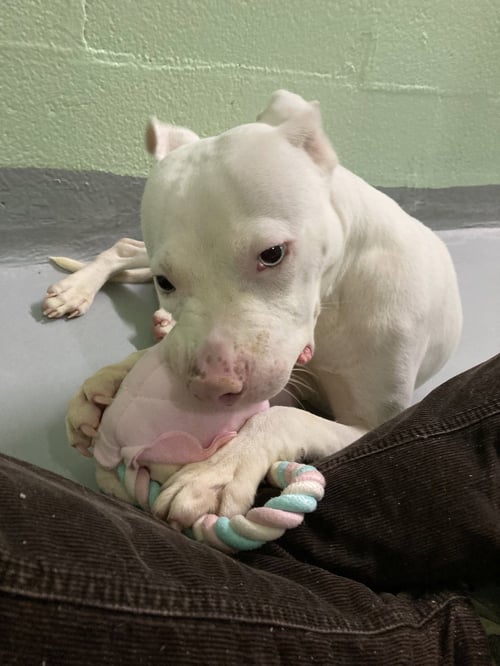 CHESTER CHEEZE - Unknown available for adoption