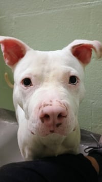 Chester Cheeze - Photo 3