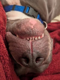 Roscoe - Photo 3