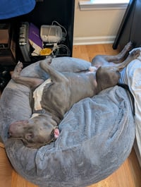 Roscoe - Photo 2