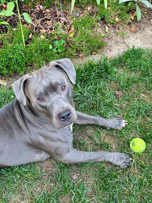 ROSCOE - Unknown available for adoption