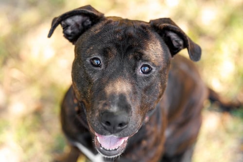 CHONKERS - Labrador Retriever for adoption in Durham