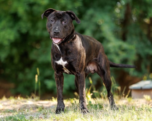CHONKERS - Labrador Retriever available for adoption