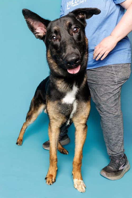 THE VISCOUNT - Unknown available for adoption