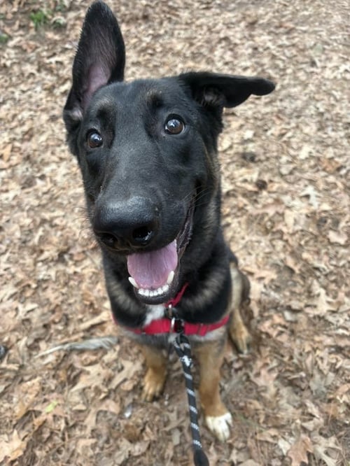 THE VISCOUNT - Unknown available for adoption