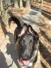 The Viscount - Photo 3